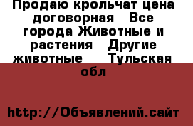 Продаю крольчат цена договорная - Все города Животные и растения » Другие животные   . Тульская обл.